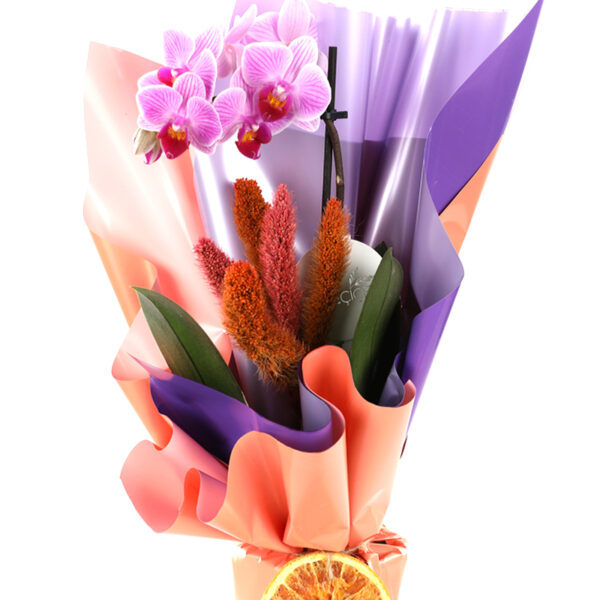 Exotic Premium Mor Orkide
