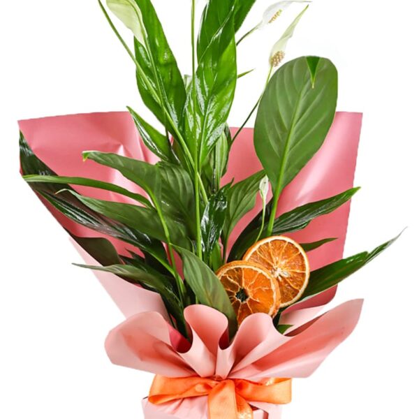 Spathiphyllum Affection