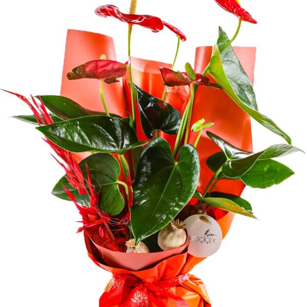 Anthurium Fever